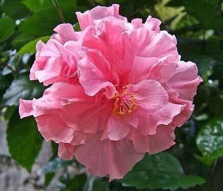 Seeds Saraswati Gardens Live Pink Hibiscus/Gudhal Double Flower 1 Healthy Live Plant with Plastic Bag