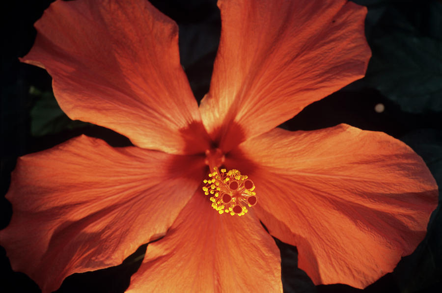 Seeds Hibiscus Hybrid Live Flower Plant