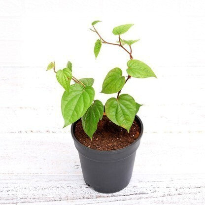Seeds Paan