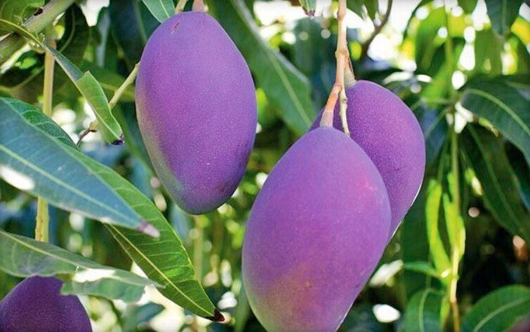 Seeds Amrapali Grafted Hybrid Mango Plant