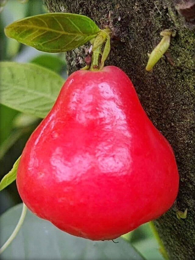 Seeds Red Wax Apple / Water Apple/Jamun/ Jamrul Live Plant