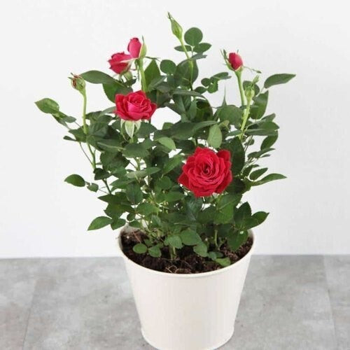 Seeds Red Rose 02 Plant