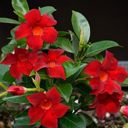 Seeds Mandevilla Red Flowers Plant