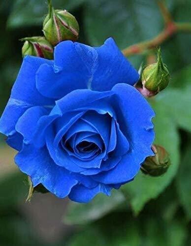 Seeds Blue Rose Plant