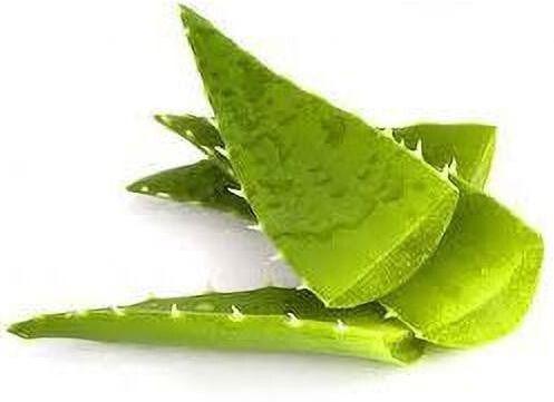 Seeds Aloevera Plant Leaves