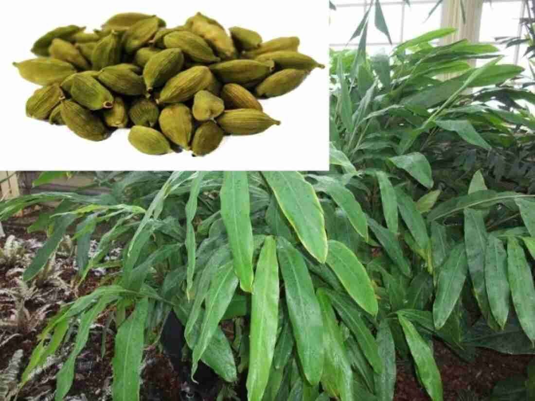 Seeds Eliche Plant