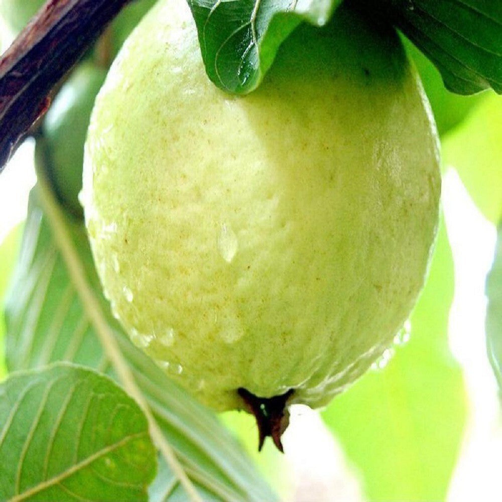 Seeds Guava Plant