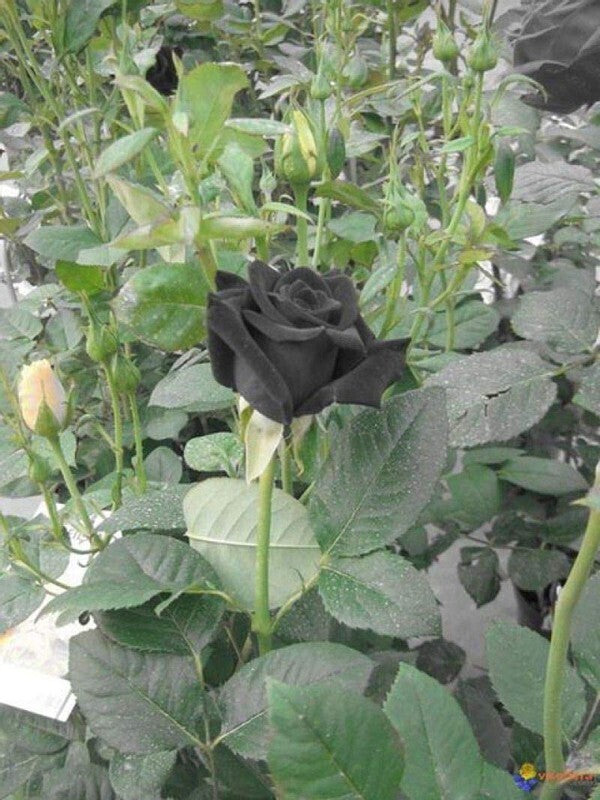 Seeds Black Rose Flower