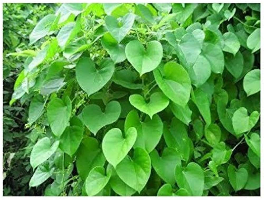 Seeds Beautiful Giloy/Heart-Leaf Live Plant with Pot Pack of 1