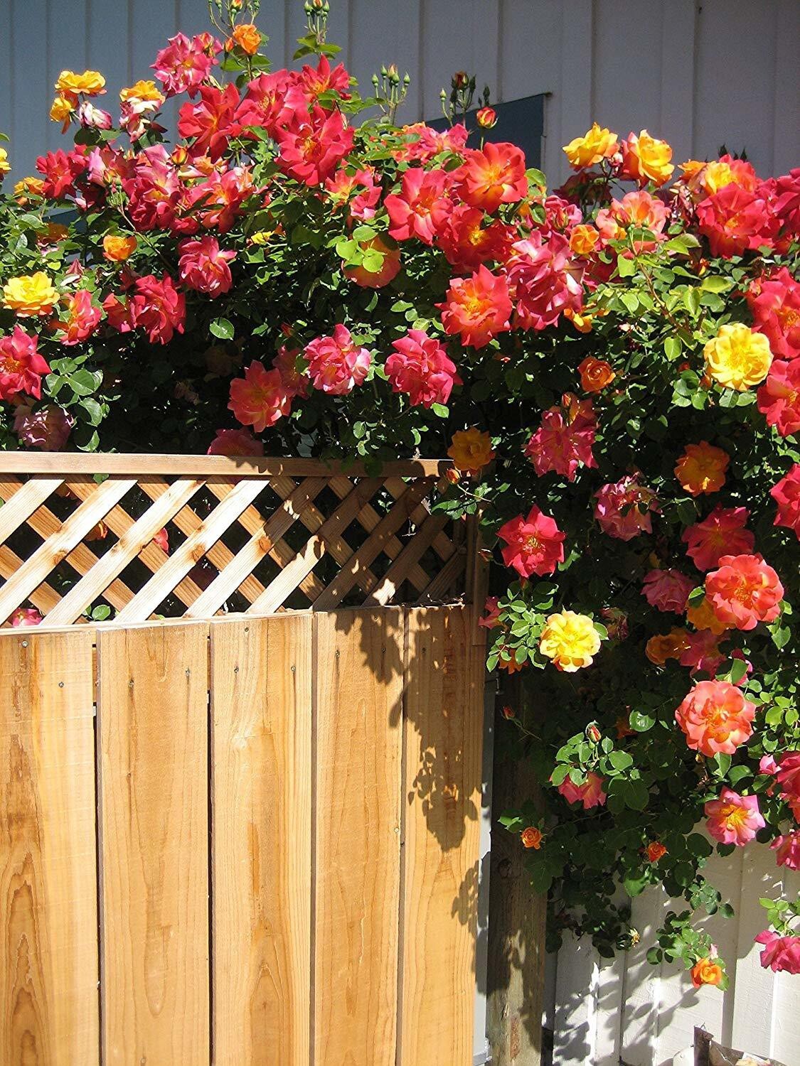 Seeds Rare Joseph'S Coat Climbing Rose Plant Perinnial Multicolor Rose 1 Healthy Live Plant