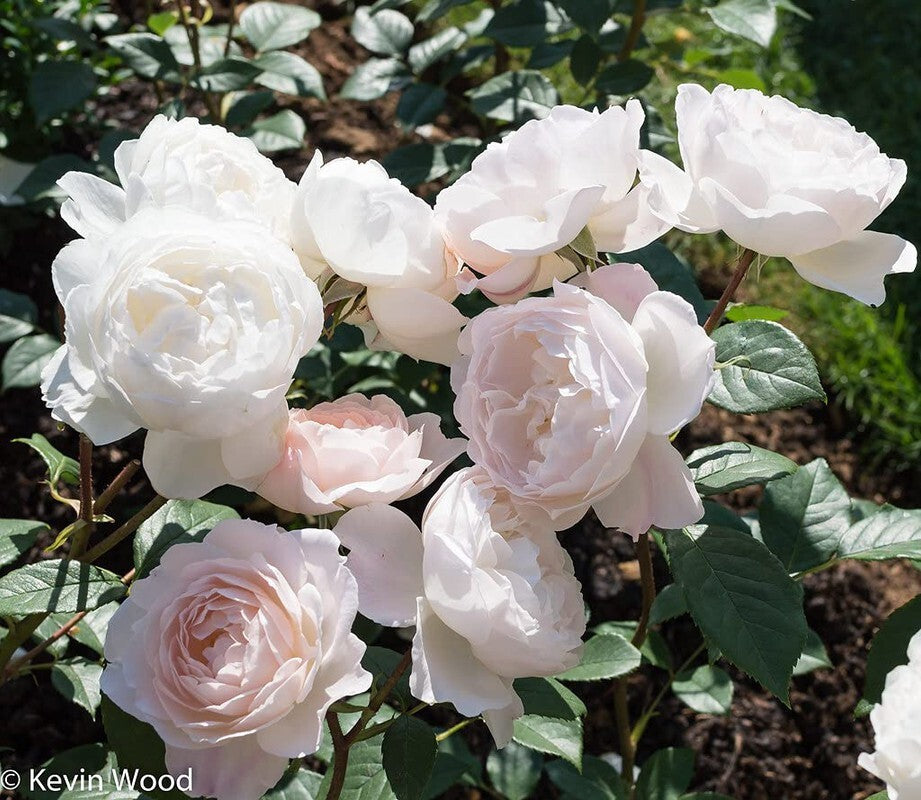 Seeds Rose Plant