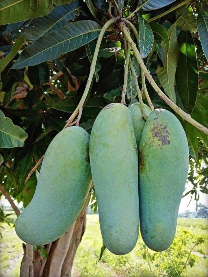 Seeds Thai Banana Shaped Mango Live Plant