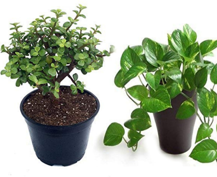 Seeds Combo of 2 Money Plant and Jade Plant