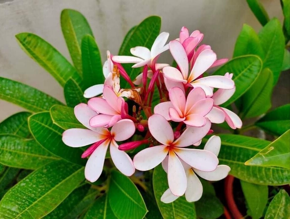 Seeds Pink Plumeria Flowers Plant