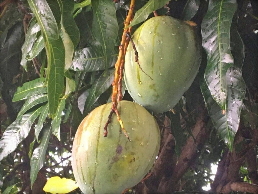 Seeds Bombay Dwarf Variety Mango Live Plant