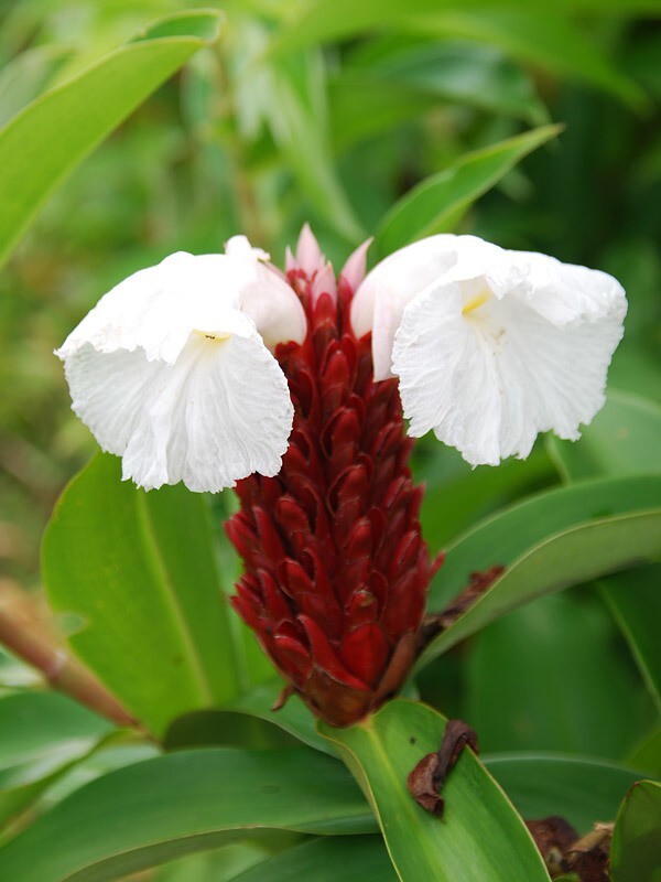 Seeds Live Insulin Plant for Diabetes Treatments