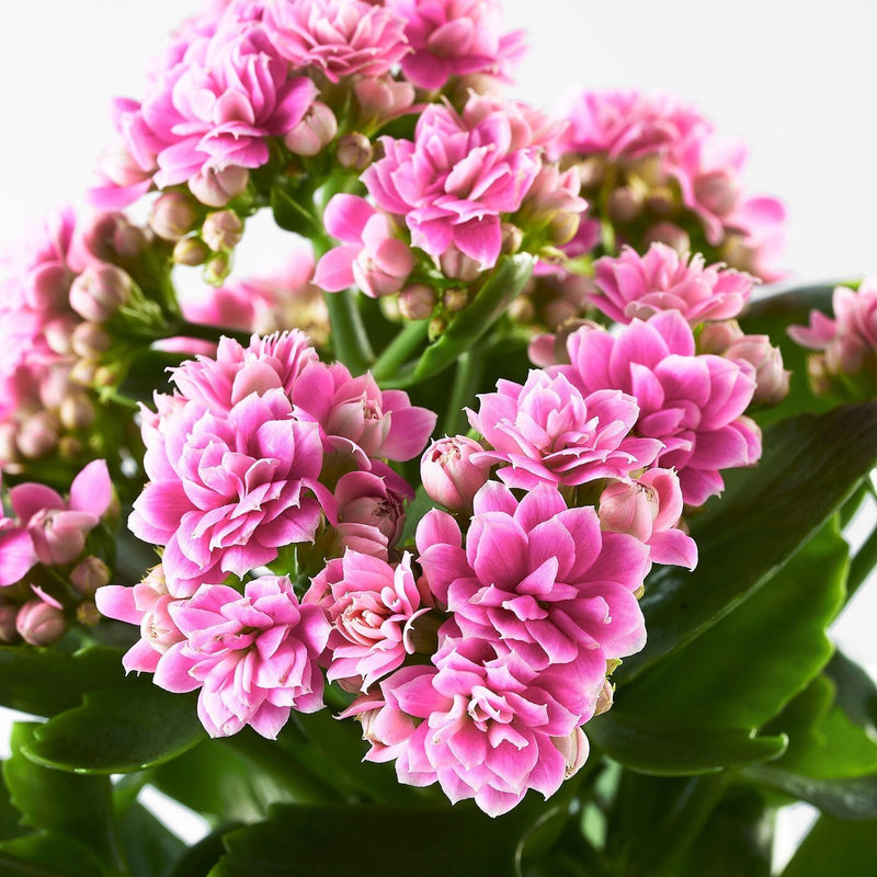 Seeds Kalanchoe Flower Plants (Pink)