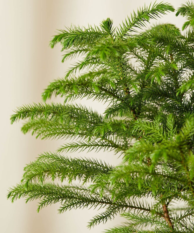 Seeds Christmas Tree Plant (Norfolk Pine Tree)