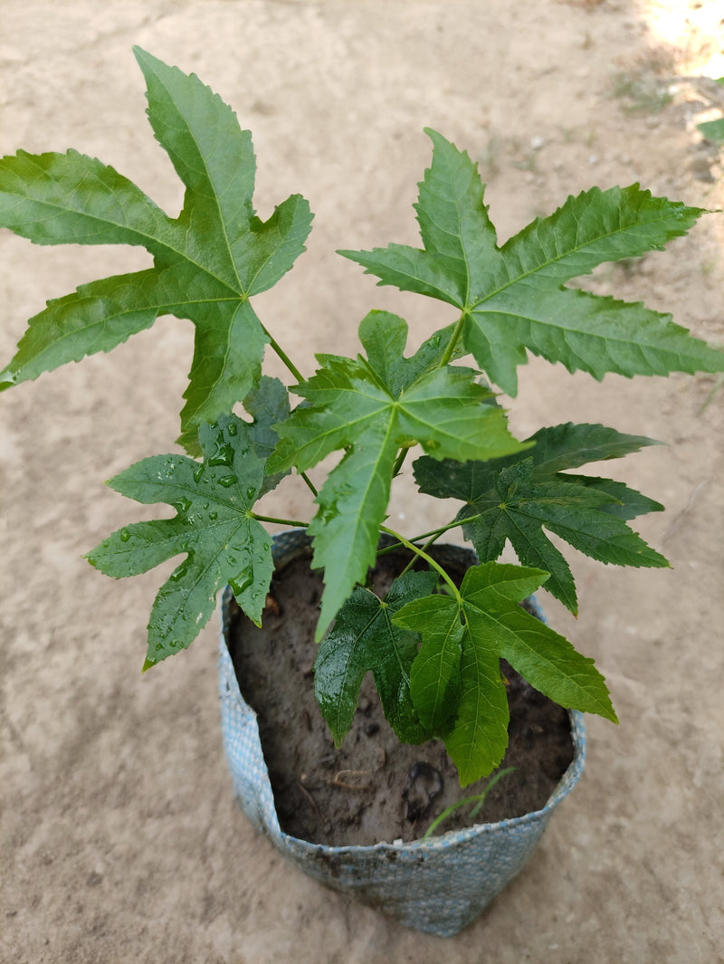 Seeds Lanthan Hibiscus