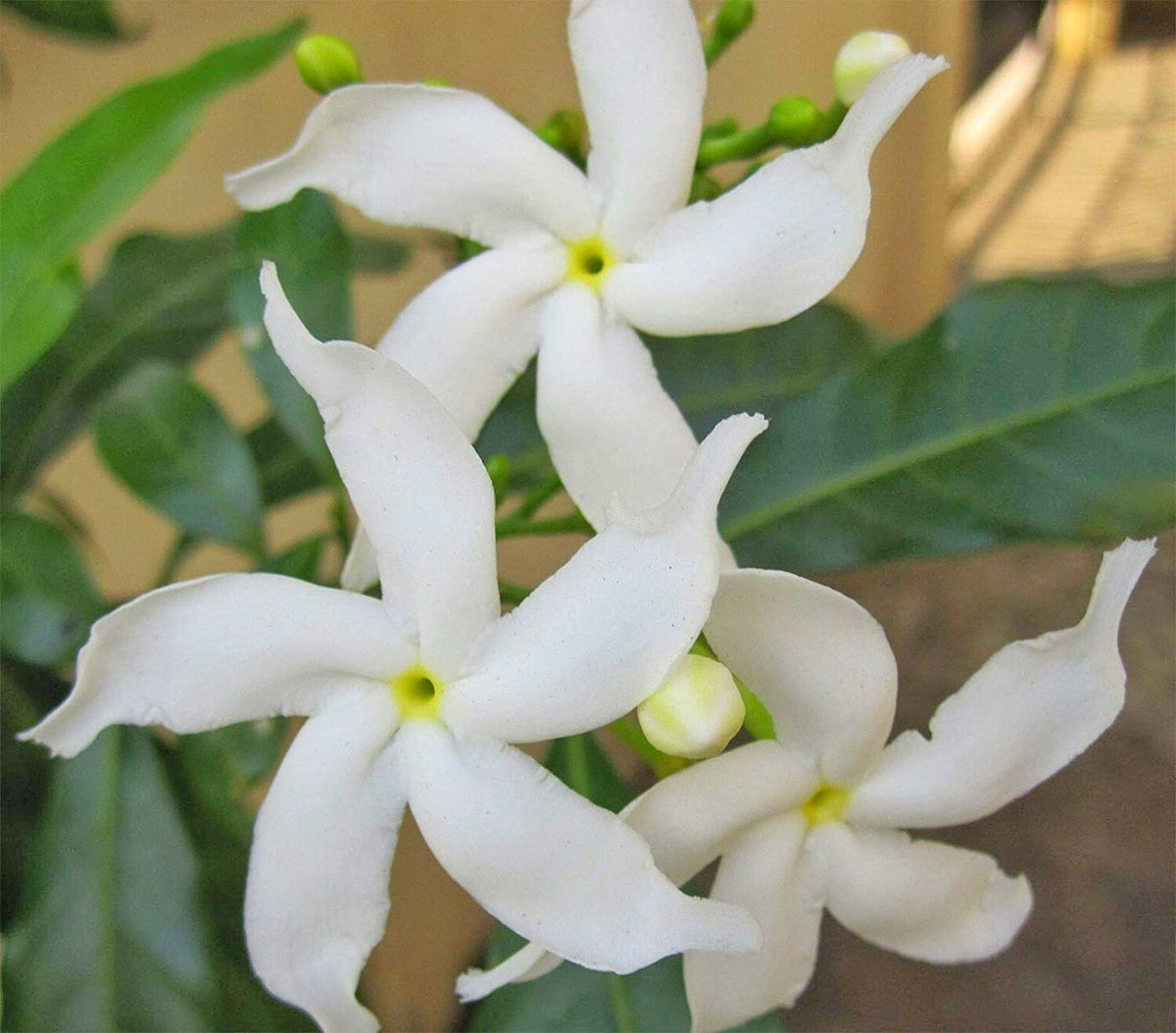 Seeds Chinese Tagor / Night Bloom Jasmine Flower Live Plant