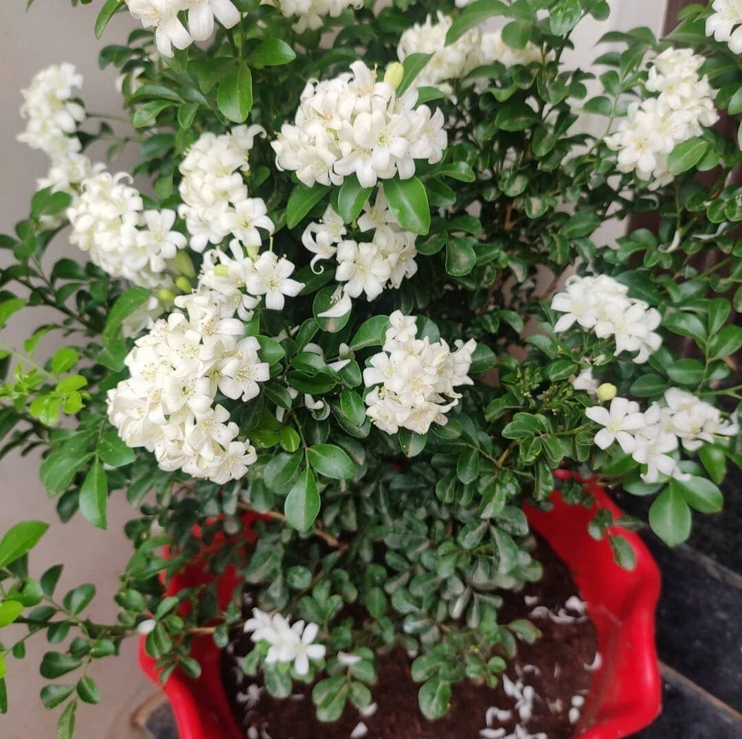 Seeds Madhu Kamini Plant with Black Nursery Pot