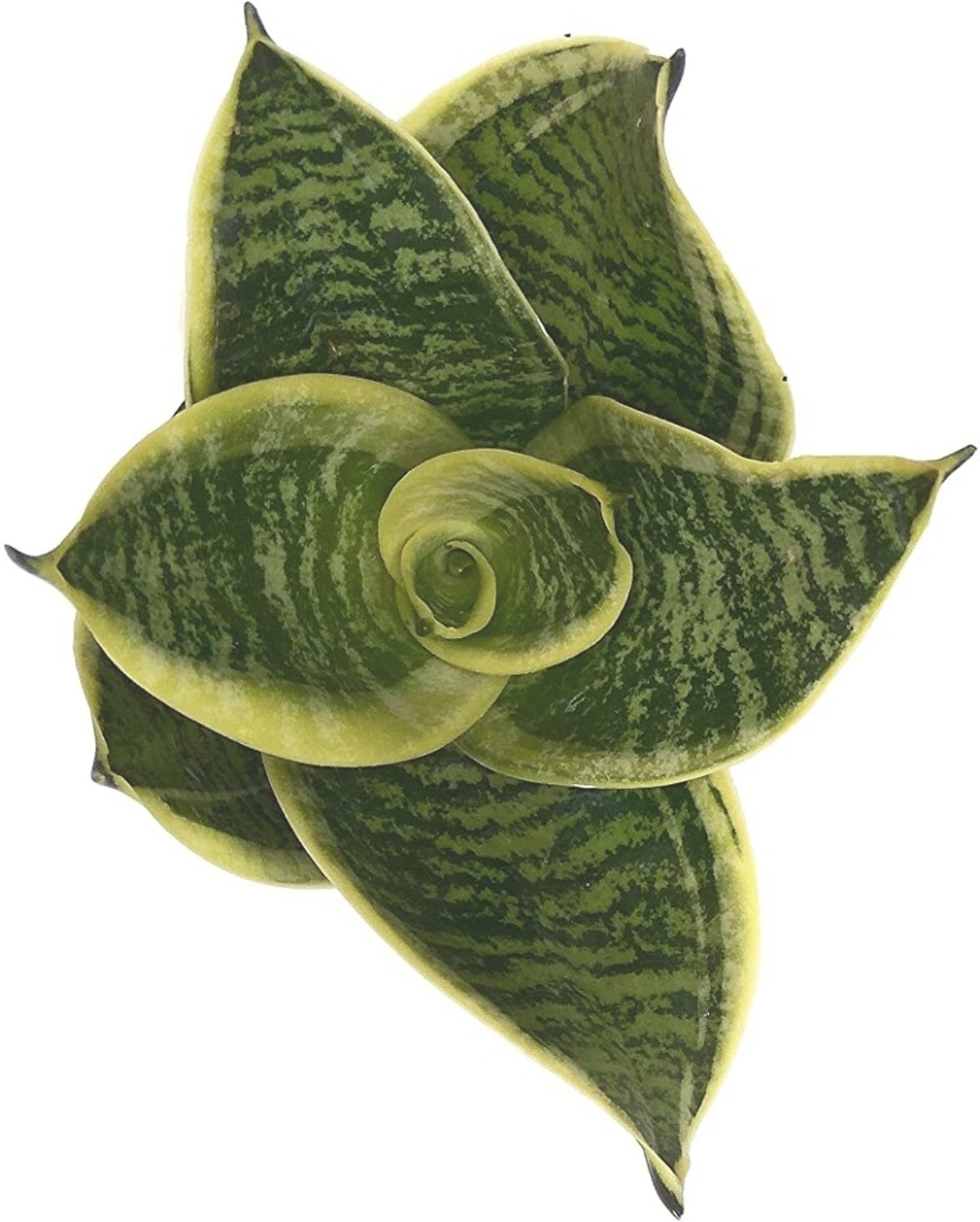 Seeds Sansoveria Plant