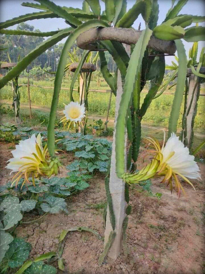Seeds Yellow Dragon Fruit Live Plant