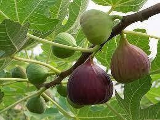 Seeds Cluster Fig Plant
