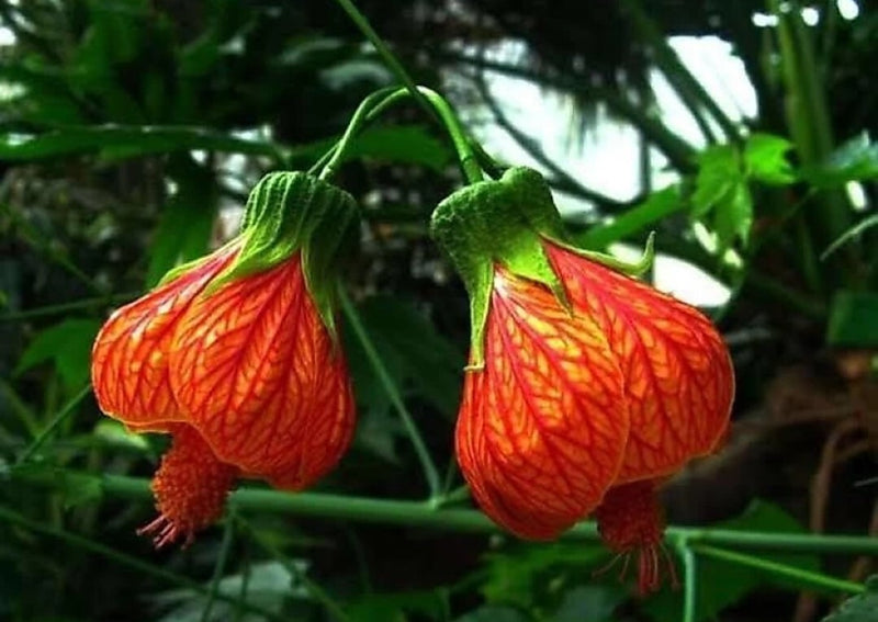 Seeds Live Hybrid Lantern Hibiscus Plant/ Lp Hibi