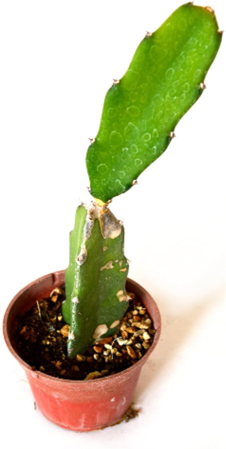 Seeds Healthy Dragon Live Plant