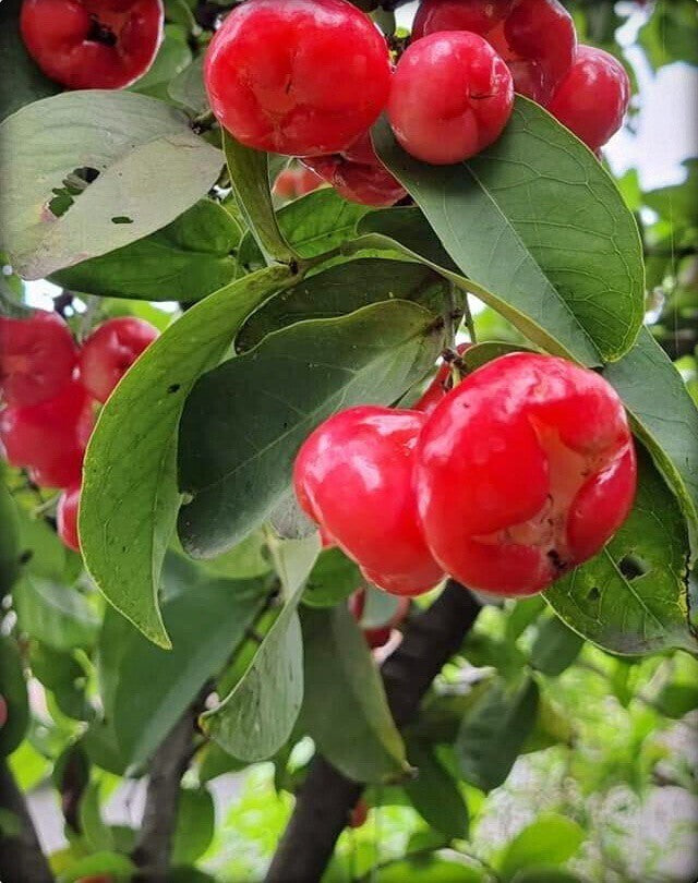 Seeds Red Wax Apple / Water Apple/Jamun/ Jamrul Live Plant