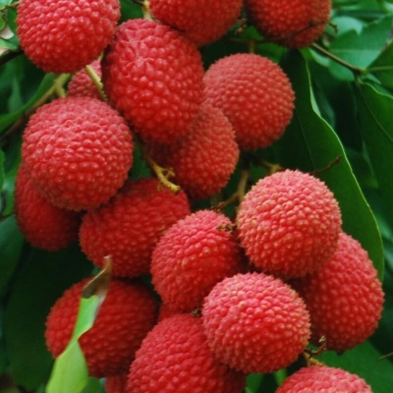 Seeds Sweet Litchi 1.5Ft Healthy & Fresh Short Time Fruit Plant with Polly Bags