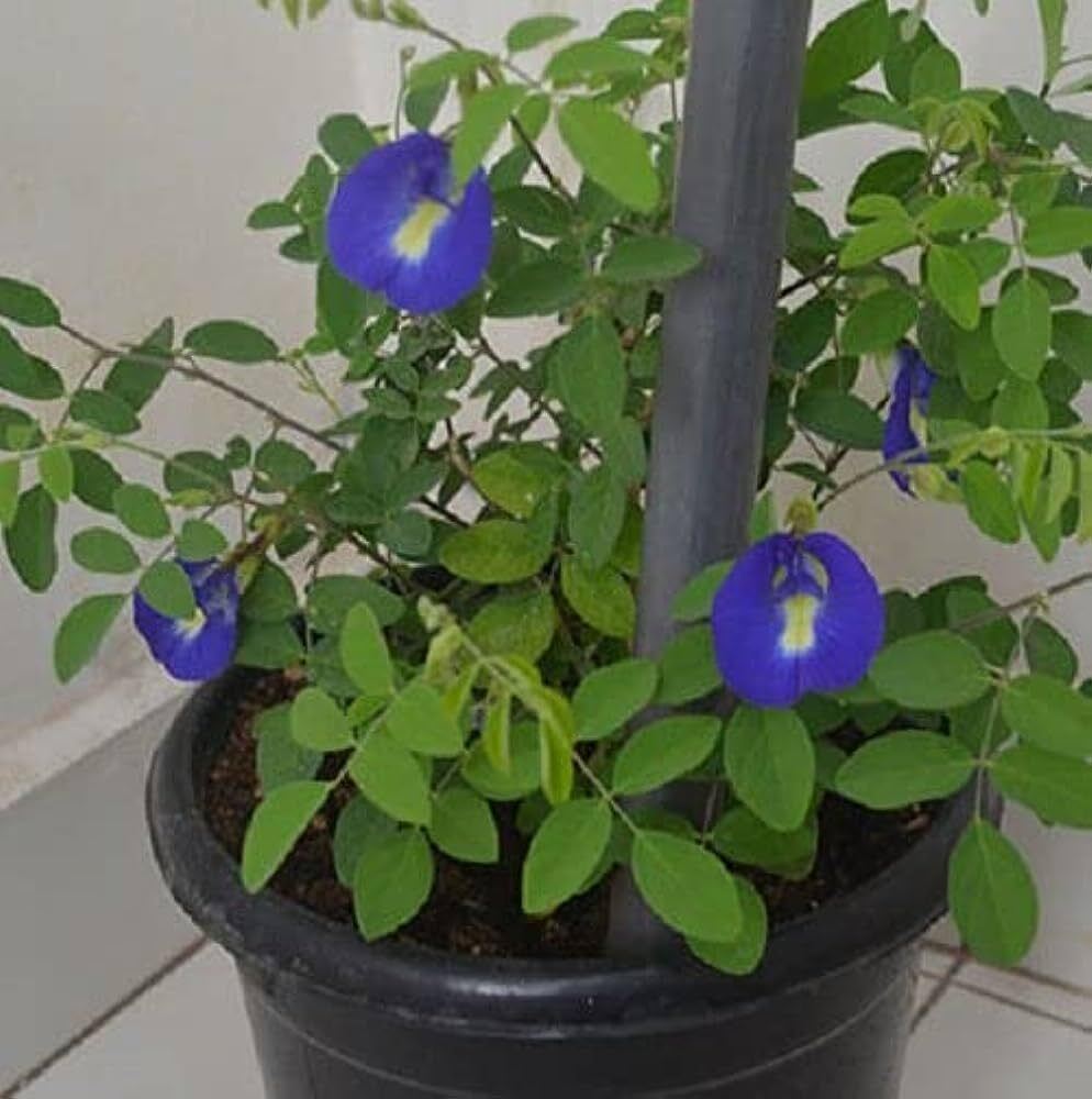 Seeds Live Red Agastya/Aghastya/ Plants