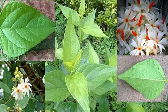 Seeds Harsingaar/ Parijaat
