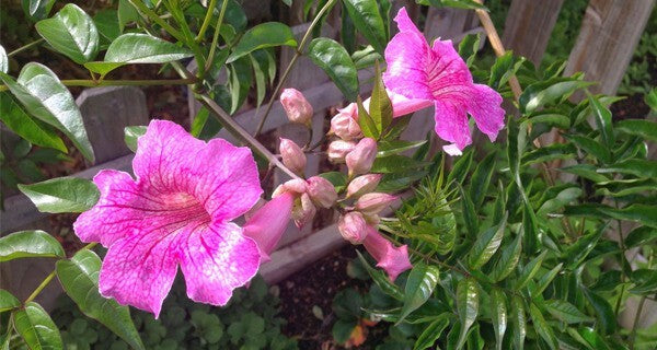 Seeds Purple Tecoma Plant