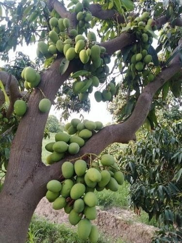 Seeds Himsagar Mango Plant