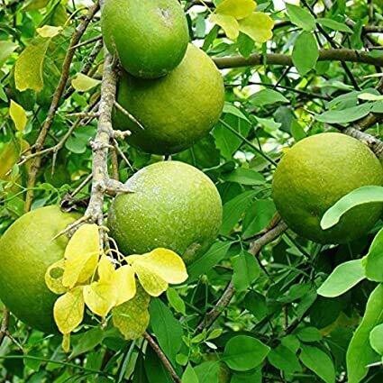 Seeds Bel Pattra Plant Live with Pot