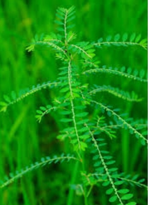 Seeds Amla Plant