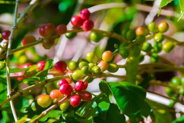 Seeds Hybrid Coffee Plant