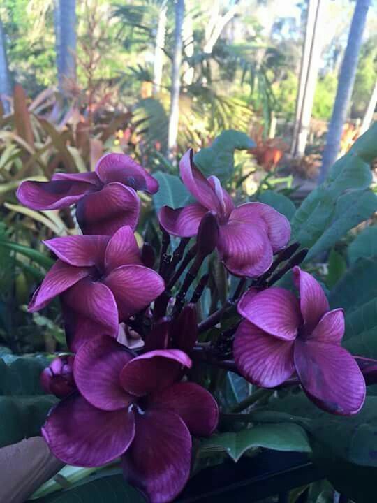 Seeds Amazing Pulmeria Flower