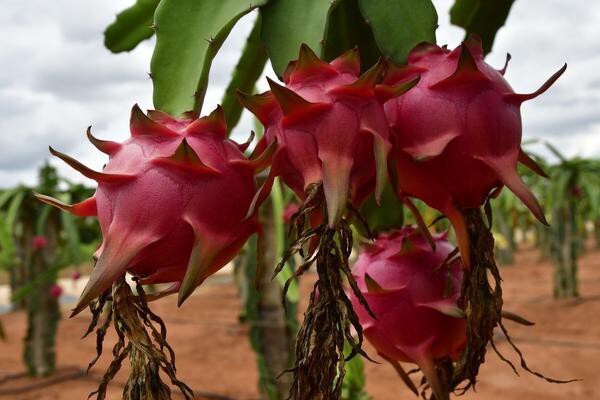 Seeds Pink Dragon Fruit Live Plant Pack-4