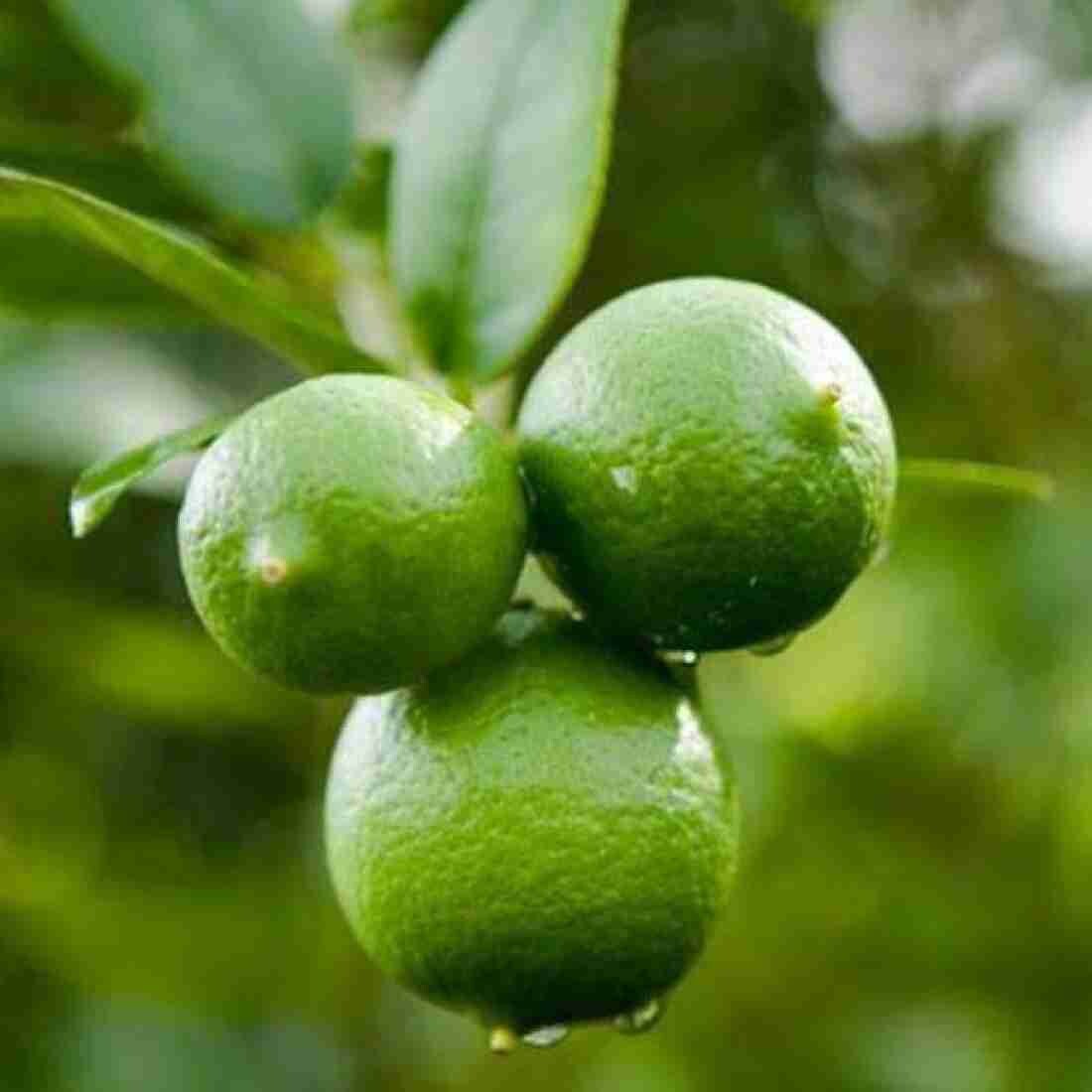 Seeds Lime /Lebu Fruit Plant