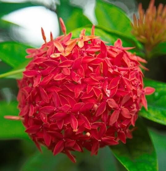 Seeds Hybrid Madhumalati/Rangoon Creeper with Little Pot
