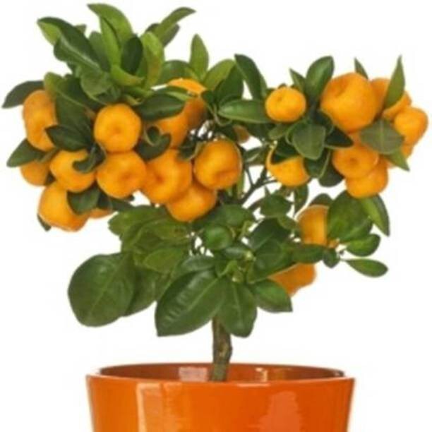 Seeds Orange Plant