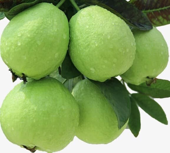 Seeds Live Chinese Guava/Amrud/Amrood Fruit Plant (1 Healthy Fruit Tree Live Plant) S