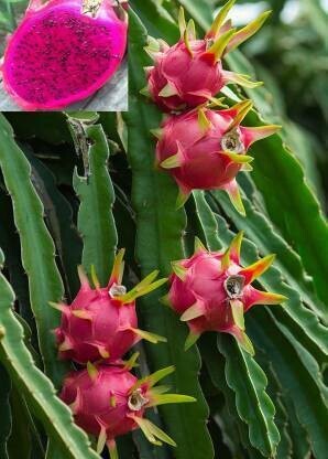 Seeds Dragon Tree