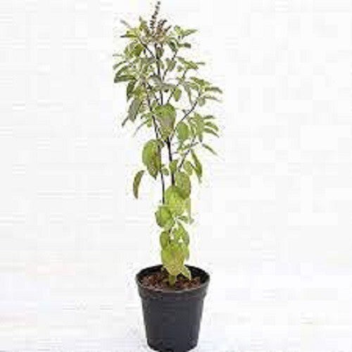 Seeds Plant Kapoor Tulsi Plant Blue Basil Ocimum Kilimandscharicum (Green) - Plant Holy Basil Kapoor Tulsi Plants