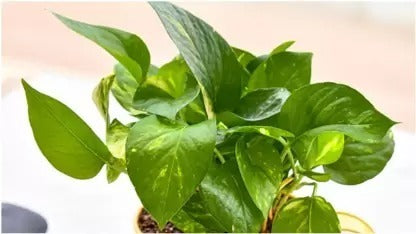 Seeds Money Plant