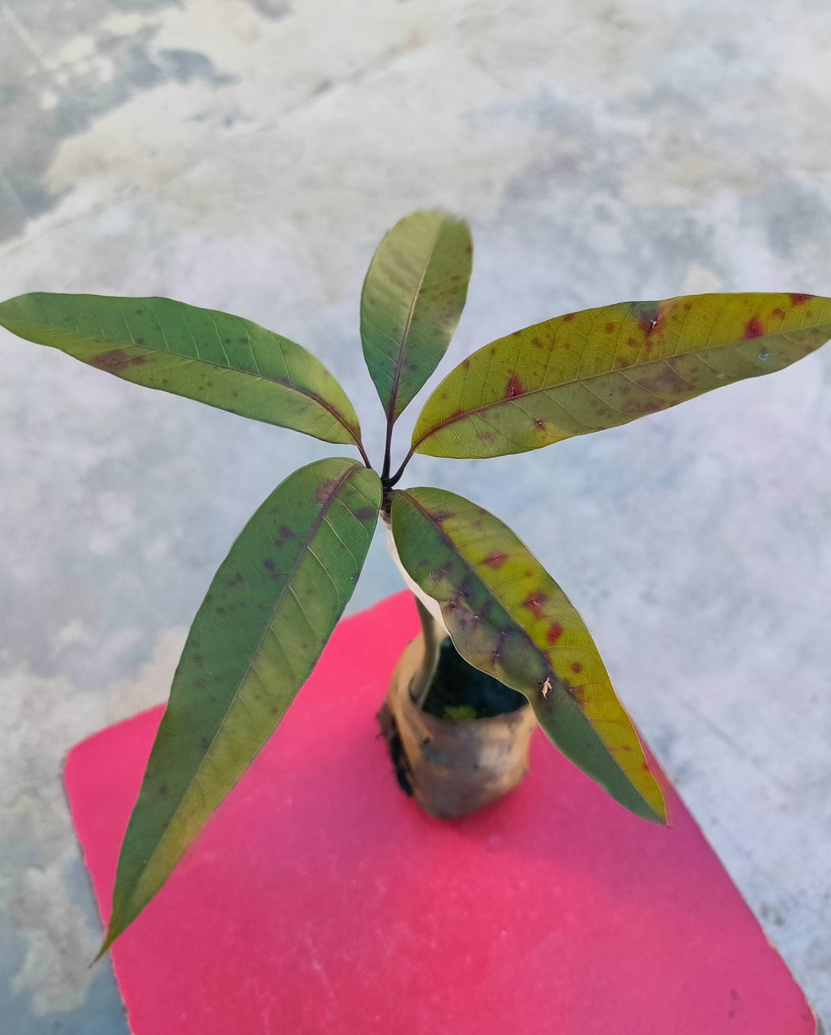 Seeds Thai Banana Shaped Mango Live Plant