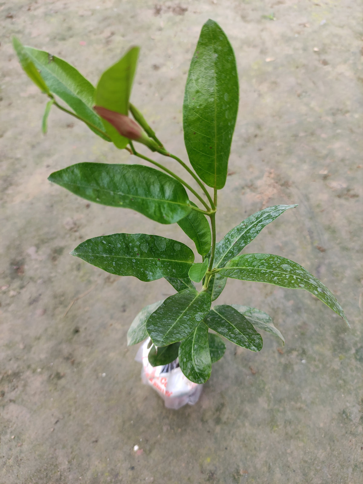 Seeds Mandevilla Red Flowers Plant